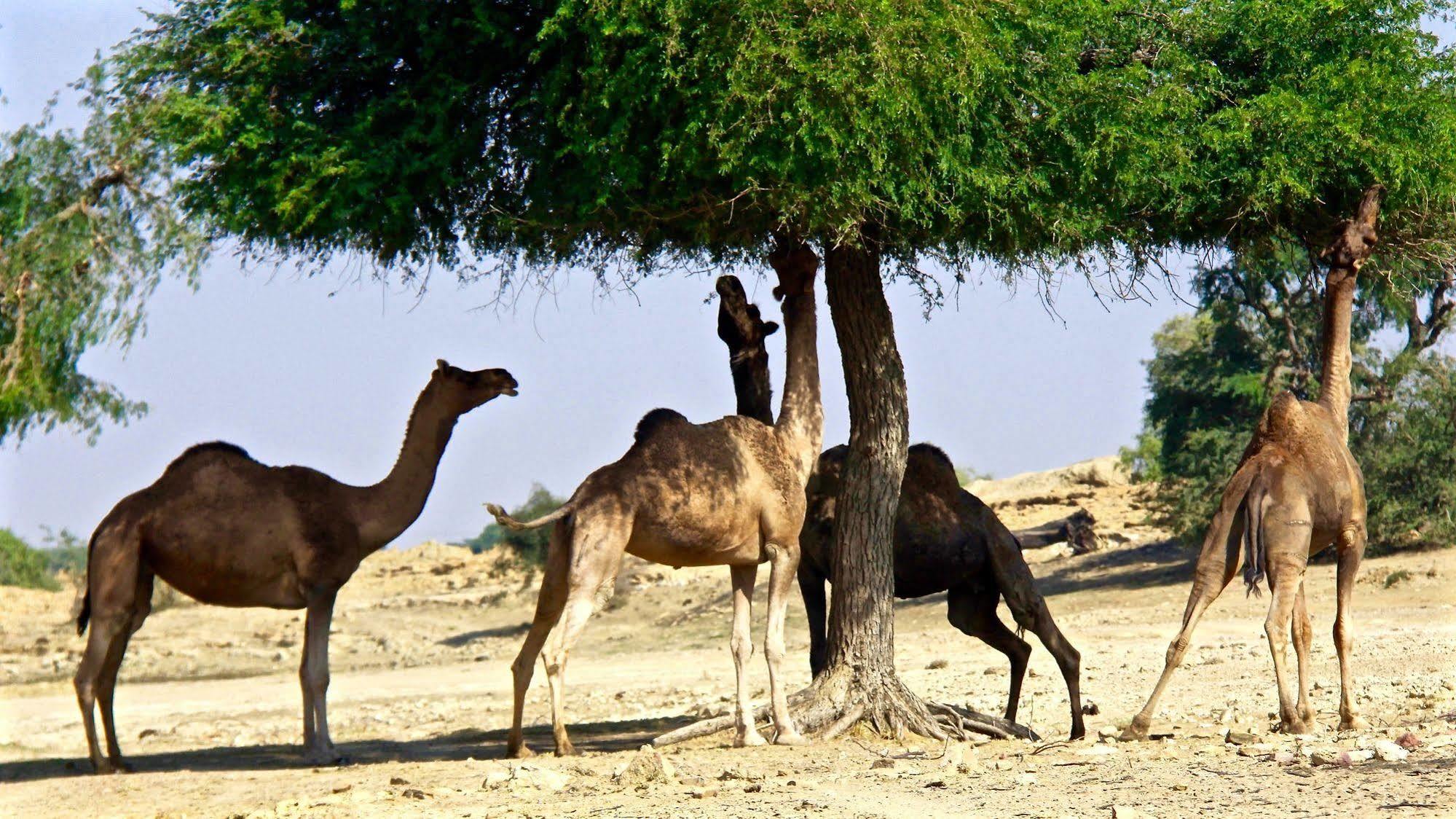 Damodra Desert Camp Jaisalmer Luaran gambar